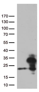 RBM8A / Y14 Antibody (aa2-174, clone OTI10B10, Carrier-free)