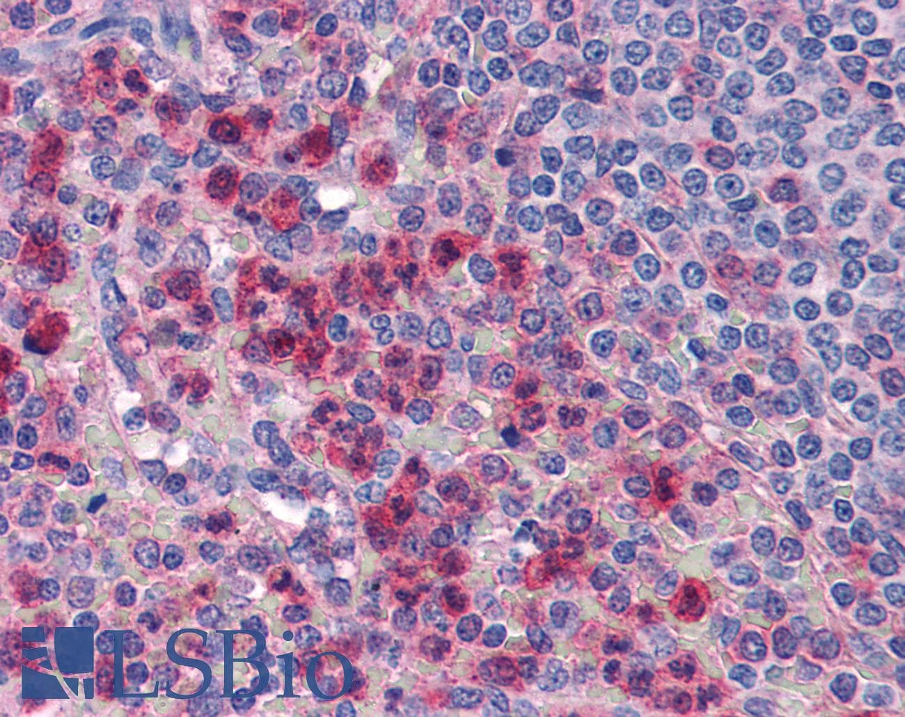 IHC-plus™ IL27 Antibody