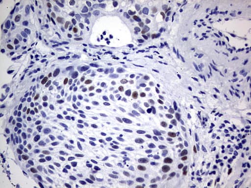 SOX9 Antibody (aa1-205, clone OTI2H10)
