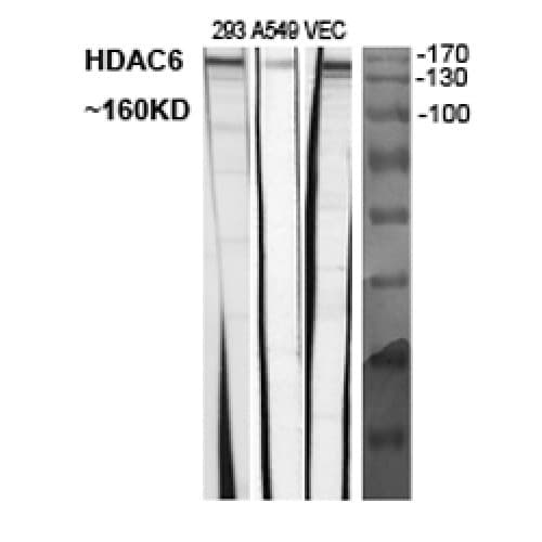 HDAC6 Antibody (1140-1220 aa, C-terminal)