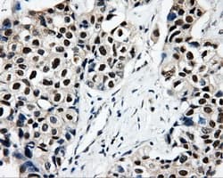 CISD1 Antibody (clone OTI4G3)