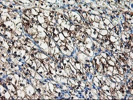 AK4 / Adenylate Kinase 4 Antibody (clone OTI2D1, Carrier-free)