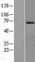 OAS2 Protein (Over-Expression Lysate Myc-DDK (Flag))
