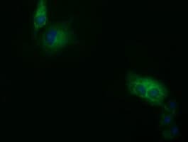 SDR9C7 Antibody (clone OTI12A11, Carrier-free)