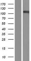 EPHA8 / EPH Receptor A8 Protein (Over-Expression Lysate Myc-DDK (Flag))