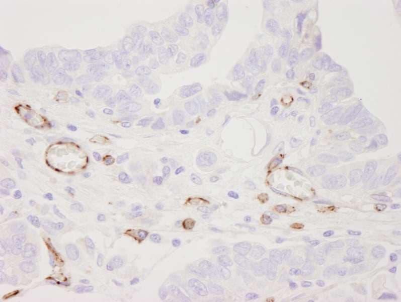 PECAM-1 / CD31 Antibody (aa700-C-term)