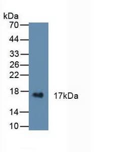 CST6 / Cystatin E/M Antibody (aa29-149)