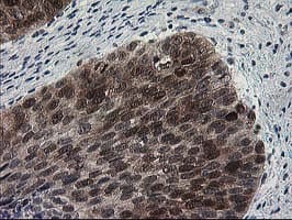 HSPBP1 Antibody (clone OTI1F3)