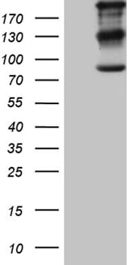 IQGAP1 Antibody (aa464-609, clone OTI6E10)