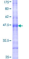Human CDS1 Protein (Recombinant GST, N-terminus)
