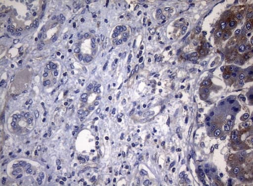 PITPNB Antibody (clone OTI6H10, Carrier-free)