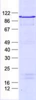 Human ZNF202 Protein (Recombinant His, N-Terminal)