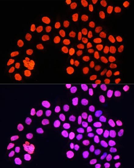 Histone H4 Antibody