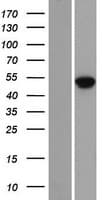 MAZ Protein (Over-Expression Lysate Myc-DDK (Flag))