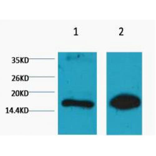 Histone H3 Antibody (clone 1E8)
