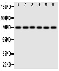 SF1 Antibody (aa11-30)