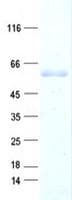 Human SHB Protein (Recombinant His, N-Terminal)