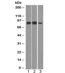 MCM7 Antibody (clone MCM7/1466, Azide-free, BSA-free)