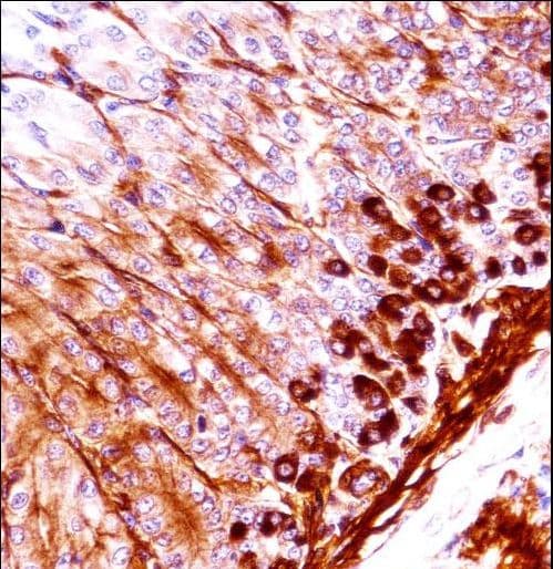 NEK5 Antibody (aa525-552)