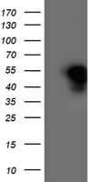 HMOX2 / Heme Oxygenase 2 Antibody (clone OTI4H6)