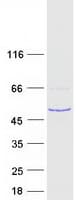 Human RSPH1 / TSGA2 Protein (Recombinant Myc-DDK (Flag))