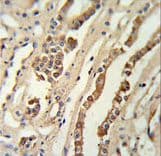 Polyclonal Rabbit anti-Human Geminin Antibody (aa96-123, IHC, WB)