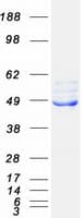 Human FECH / Ferrochelatase Protein (Recombinant Myc-DDK (Flag))
