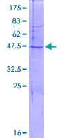 Human COX4I2 Protein (Recombinant GST)