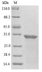 Abrin-a-like (Abrus precatorius) Protein (Recombinant 10His, N-terminus)
