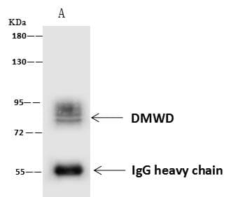 DMWD Antibody