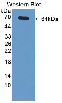 MME / CD10 Antibody (aa455-750, Cy3)