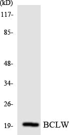 BCL2L2 / Bcl-w Antibody (aa105-154)