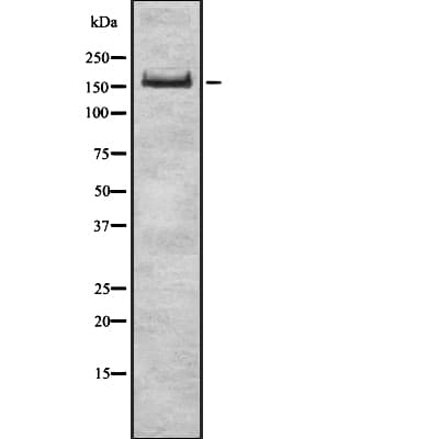 GCN2 Antibody