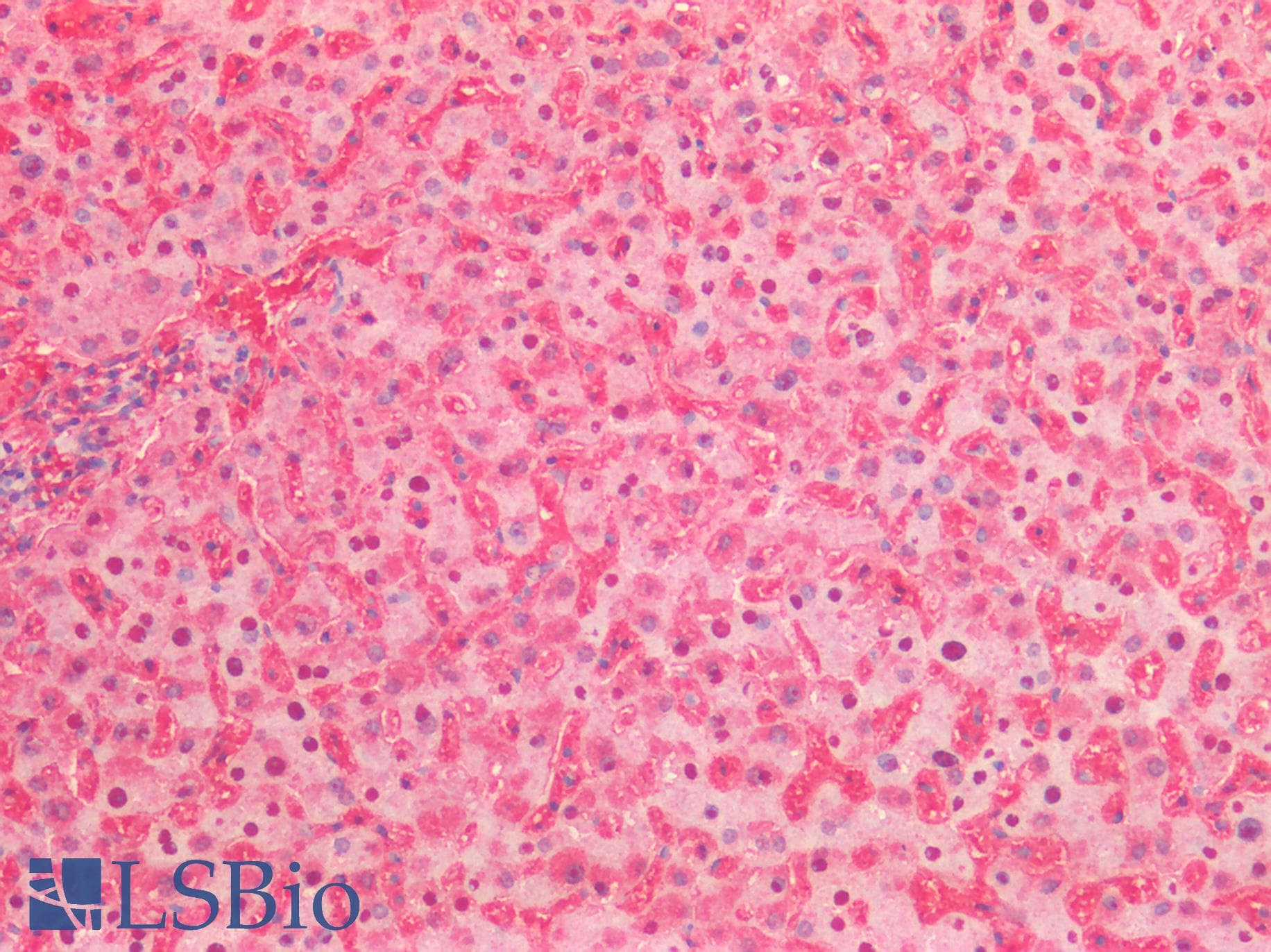 PathPlus™ ENO1 / Alpha Enolase Antibody