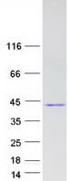 Human HABT1 / ABT1 Protein (Recombinant Myc-DDK (Flag))