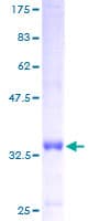 Human ATP5I Protein (Recombinant GST)