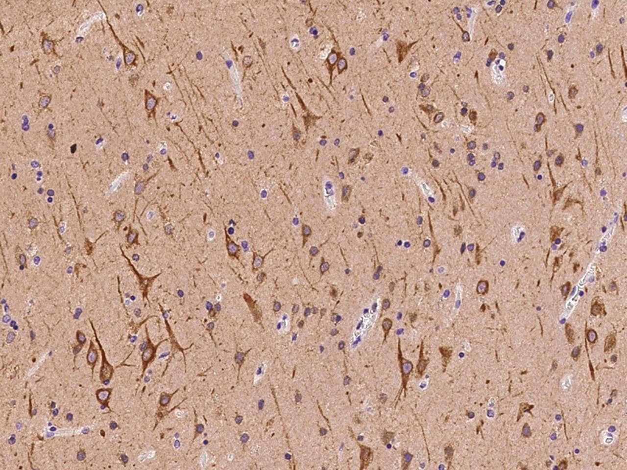 FAM171B Antibody