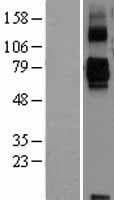 SIGLEC11 Protein (Over-Expression Lysate Myc-DDK (Flag))