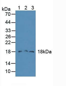 FAM19A2 / TAFA2 Antibody (aa31-119, PE)