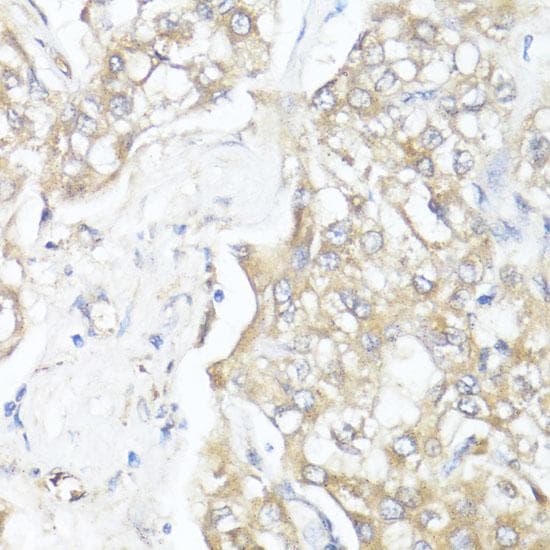 SMAD7 Antibody