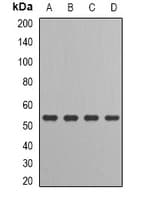 IRF6 Antibody