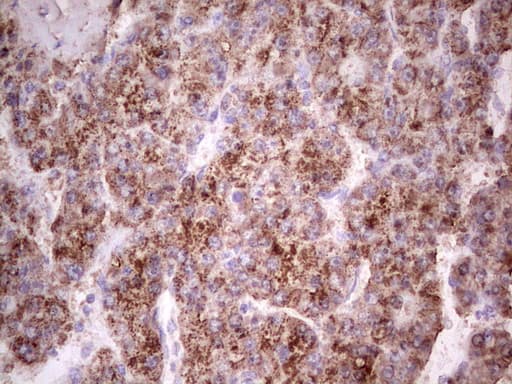 IGF1 Antibody (aa1-151, clone OTI3A6)