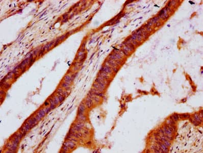 DHCR7 Antibody