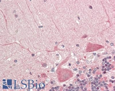 DYNLL1 / PIN Antibody (Biotin)