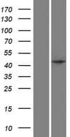 SPO11 Protein (Over-Expression Lysate Myc-DDK (Flag))
