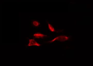 FDX1 / ADX Antibody