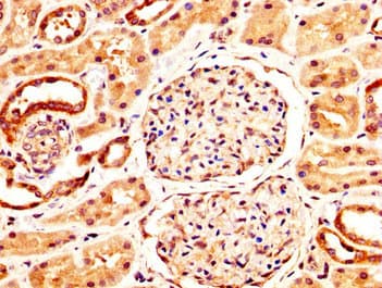 NFAT4 / NFATC3 Antibody