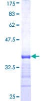 Human KHSRP / FBP2 Protein (Recombinant GST, N-terminus)