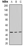 Encephalopsin / OPN3 Antibody (Internal)