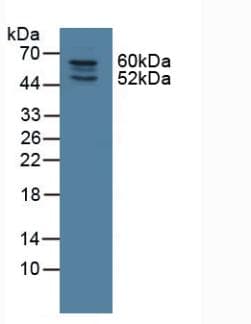 NOSTRIN Antibody (aa1-245, Biotin)